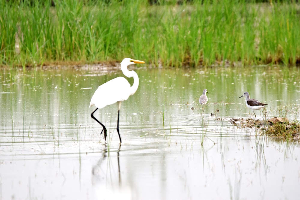 a white bird standing in the water next to another bird