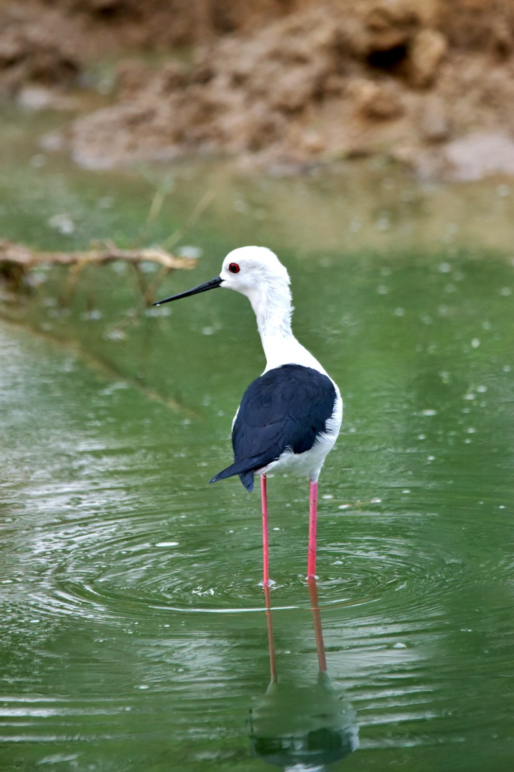a black and white bird standing in a body of water