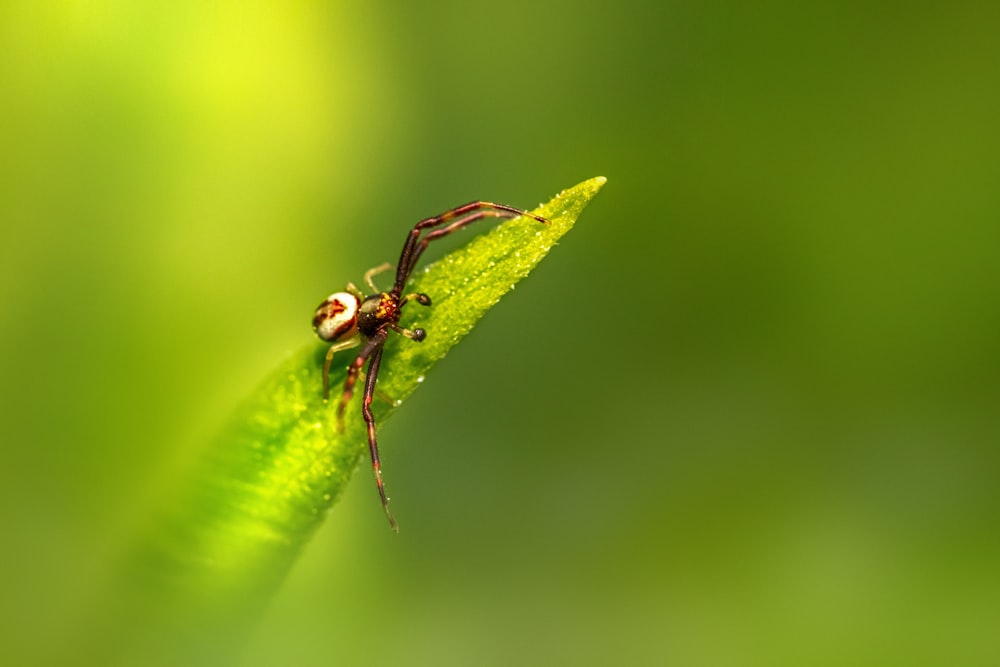 a bug sitting on top of a green leaf