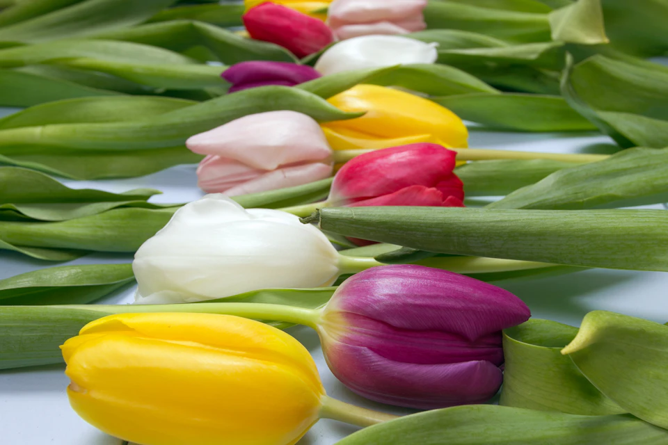 The image presents a close-up view of six tulips, each exhibiting a unique color and size. The tulips are arranged in two rows on either side of a white background, creating a sense of balance and symmetry within the composition. On the left side, there is one yellow tulip with long green stems, while on the right side, there are three red tulips with short green stems. Each tulip has its own distinct color and size, contributing to the overall visual appeal of the image.