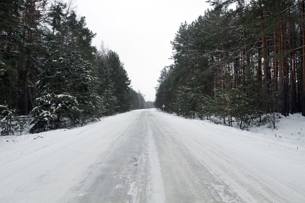 uma estrada coberta de neve rodeada por pinheiros