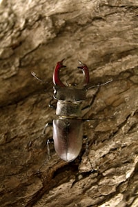a close up of a bug on a rock