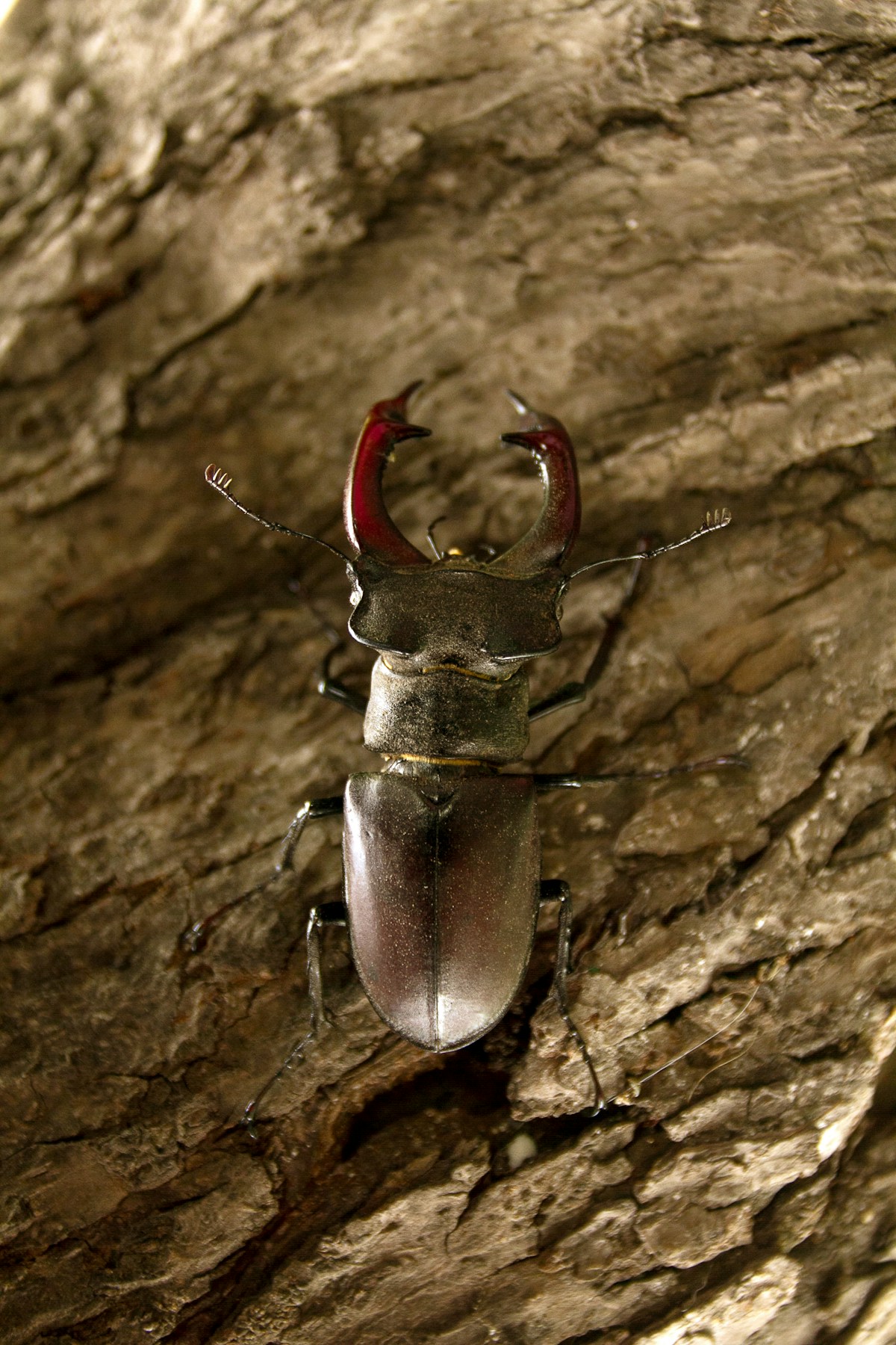 Insect extermination image background image