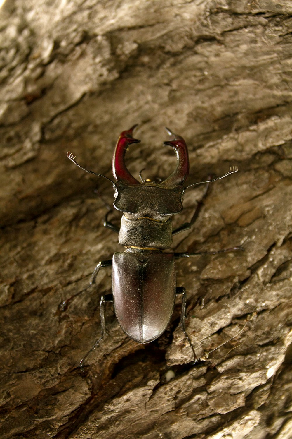 a close up of a bug on a rock