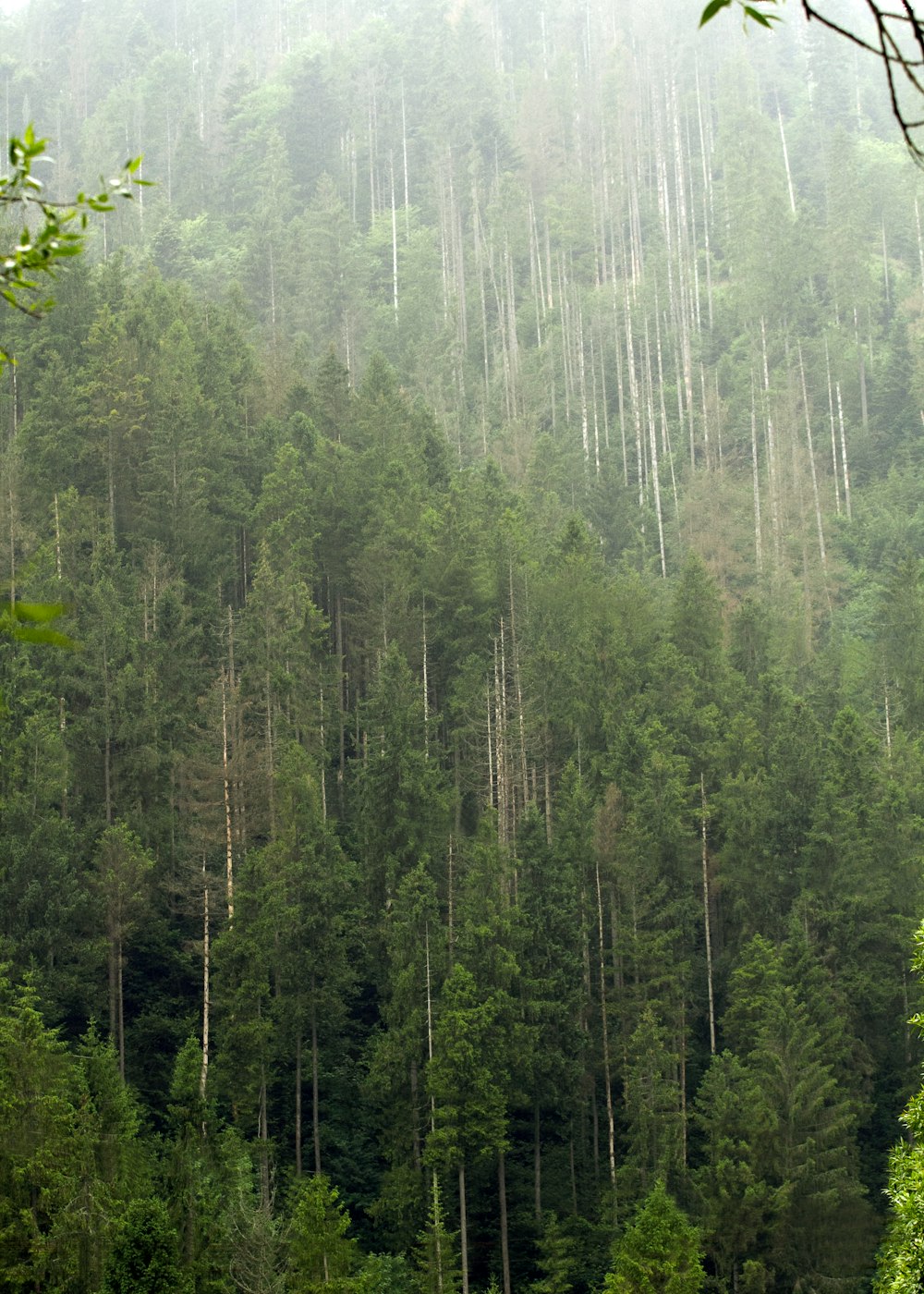 a forest filled with lots of tall green trees