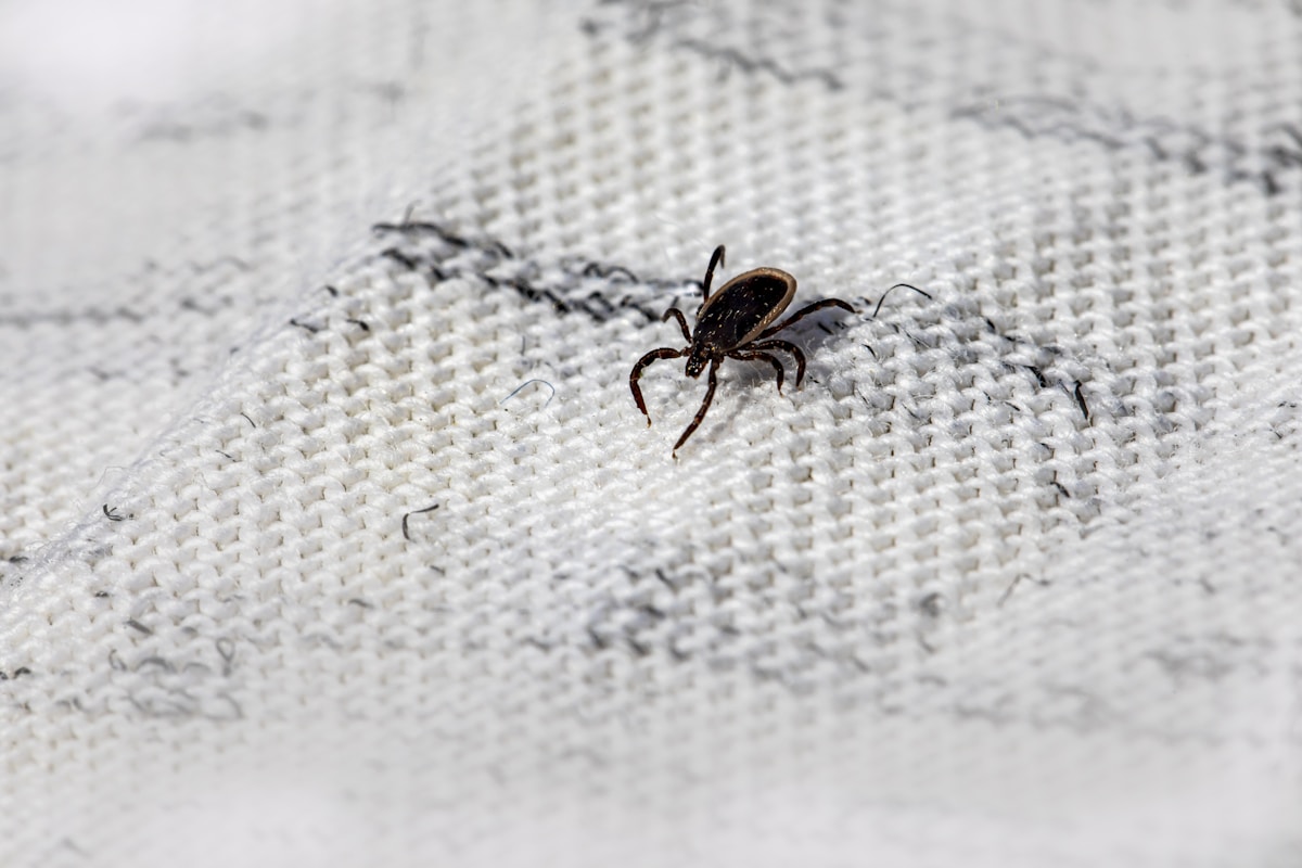 Flea and Tick Treatments image background image
