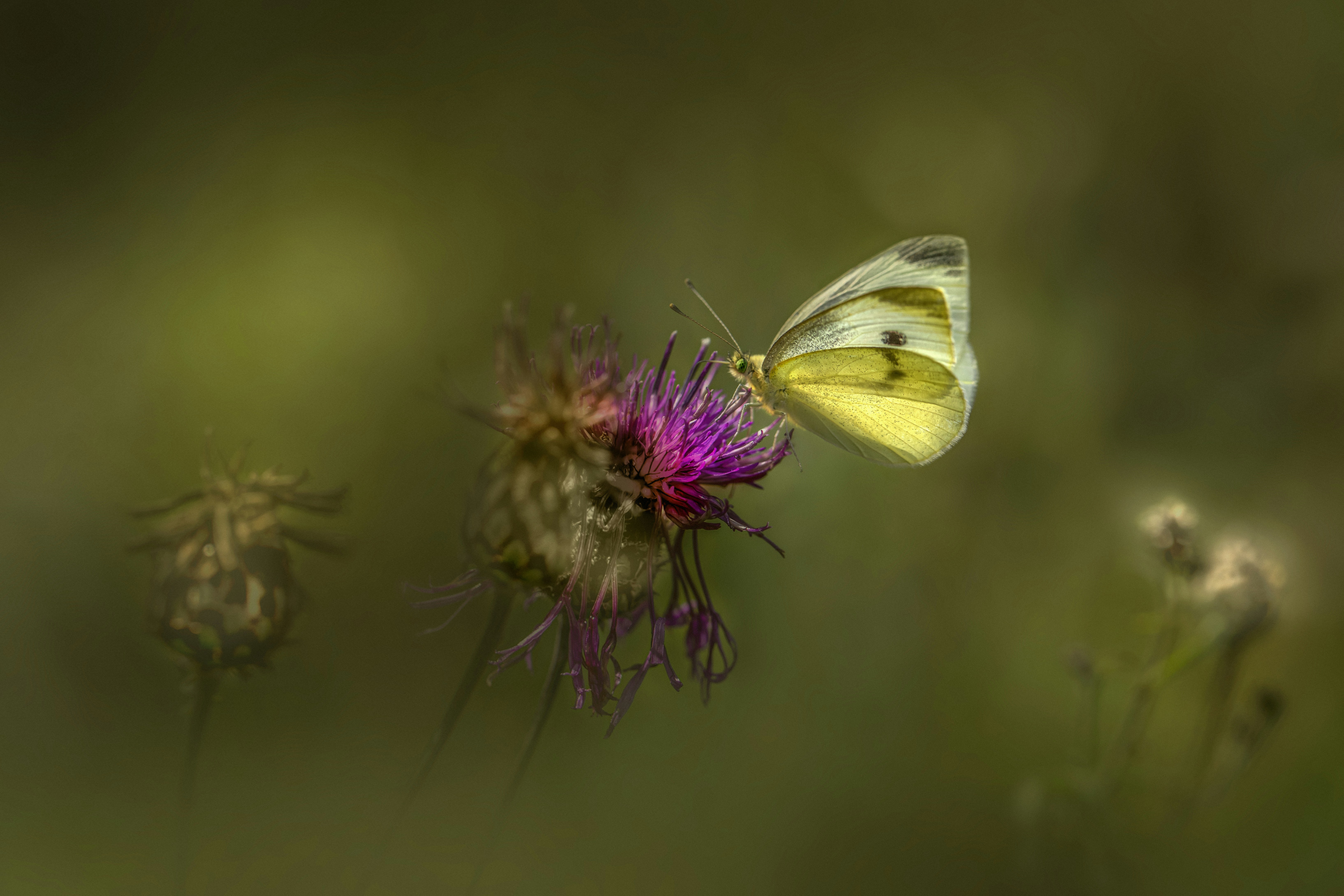 Photo by erik_karits