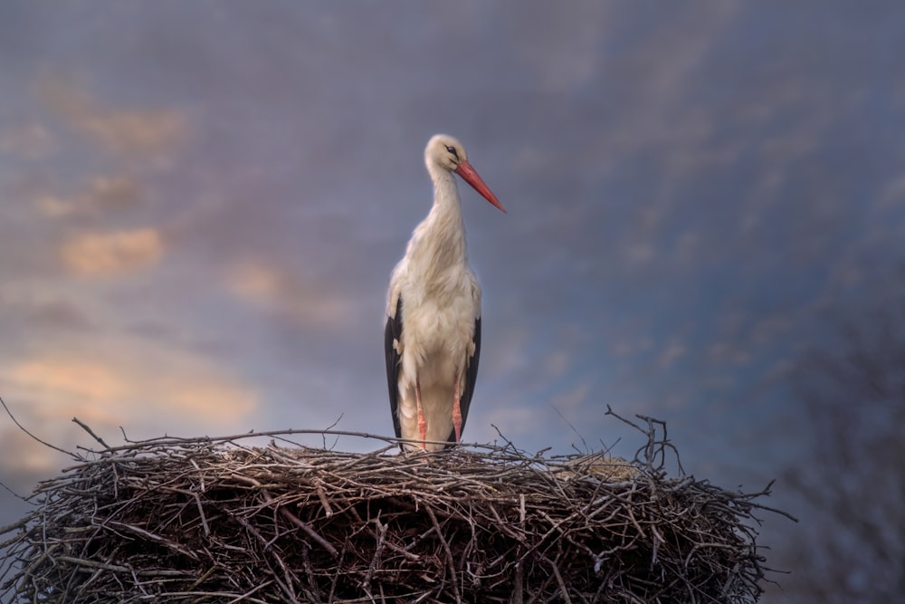 Una cicogna è in piedi sulla cima di un nido