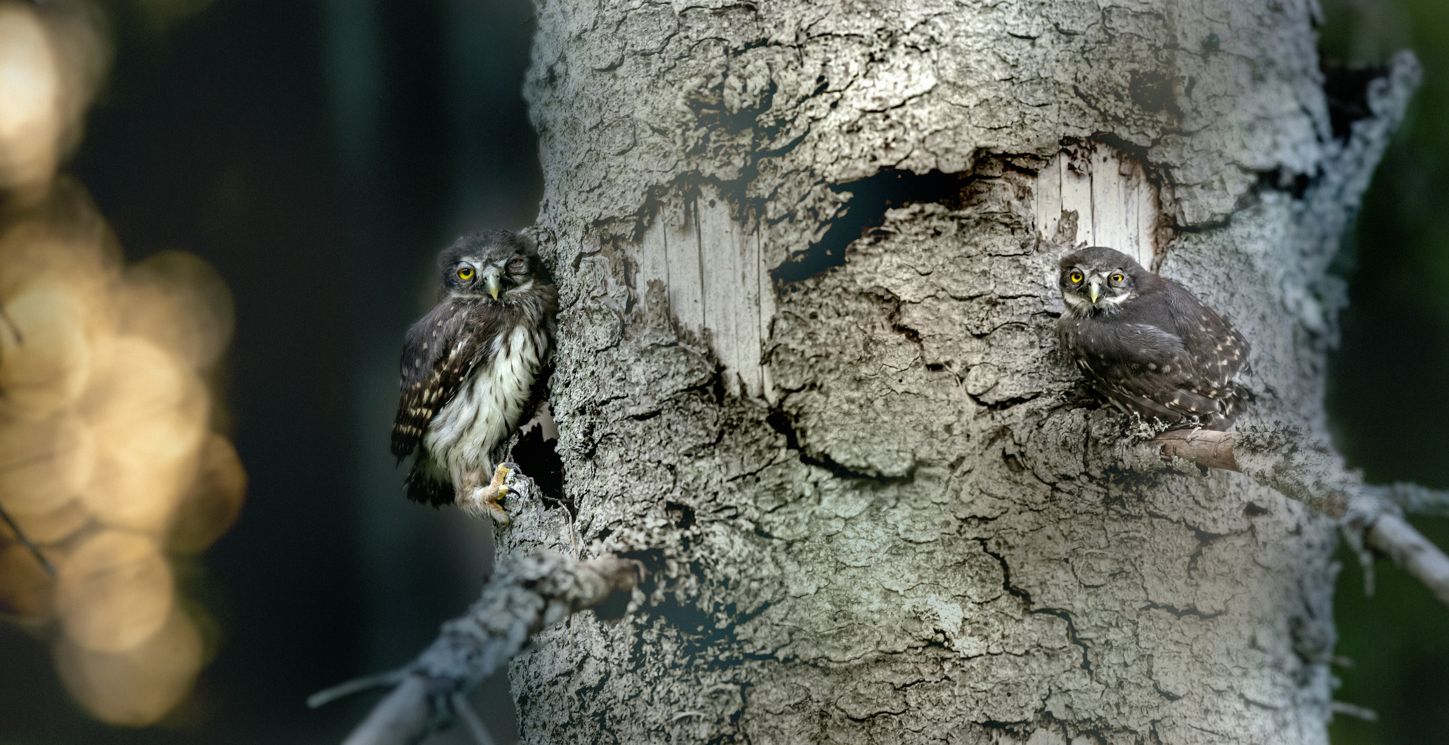 木の上にフクロウ3羽 木の上にフクロウ3羽 3羽