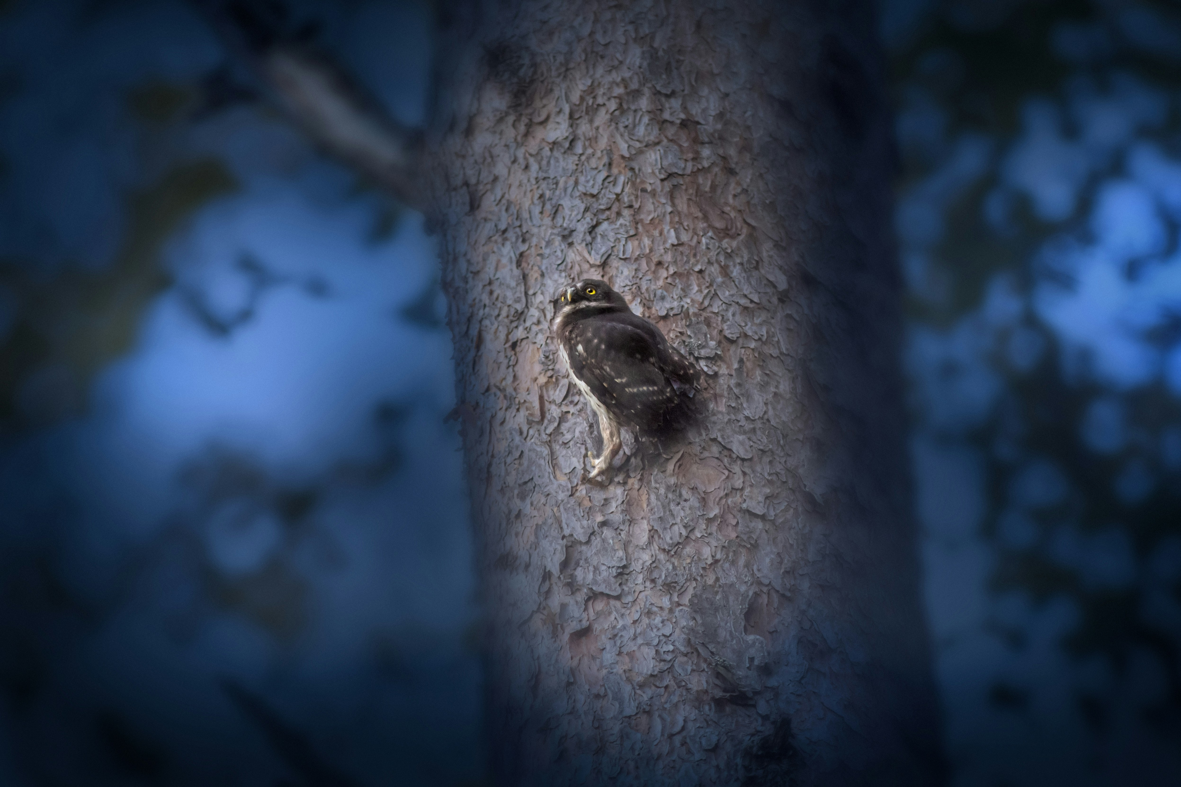 Photo by erik_karits