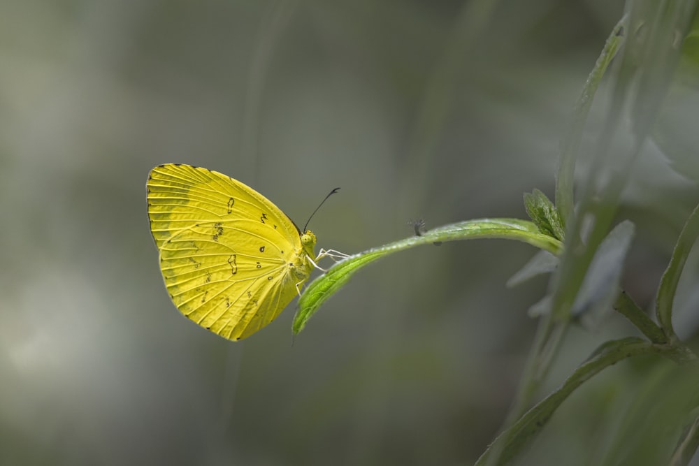 a yellow butterfly sitting on top of a green plant