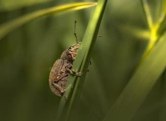 a bug sitting on top of a green plant