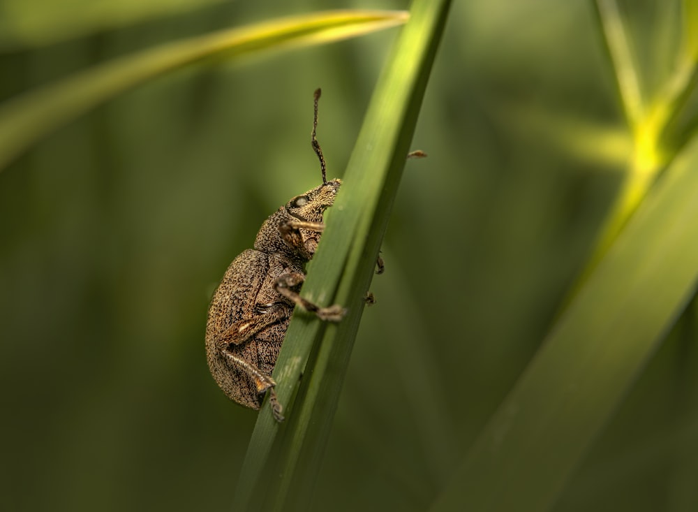 a bug sitting on top of a green plant