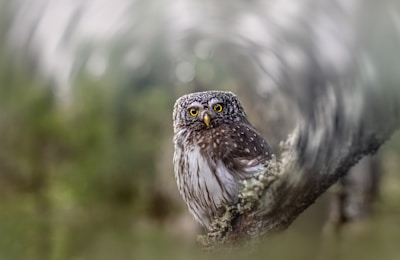 A small owl with striking yellow eyes perches on a branch, surrounded by a blurry, swirling background that suggests a sense of motion or dreaminess. The owl has a speckled, feathered pattern on its body and appears alert and focused.