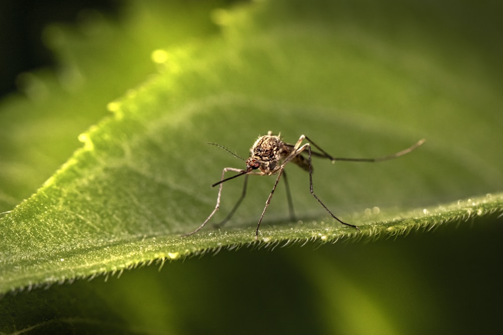 Un primer plano de un mosquito en una hoja