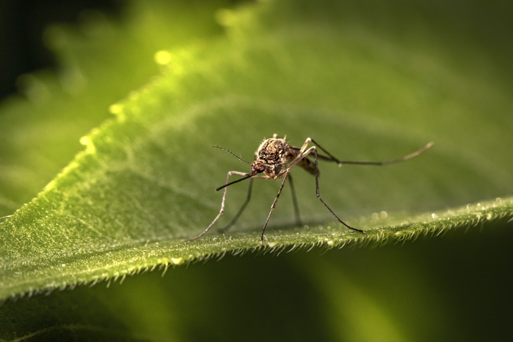 Eine Nahaufnahme einer Mücke auf einem Blatt