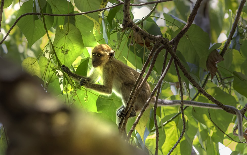Un mono está sentado en la rama de un árbol