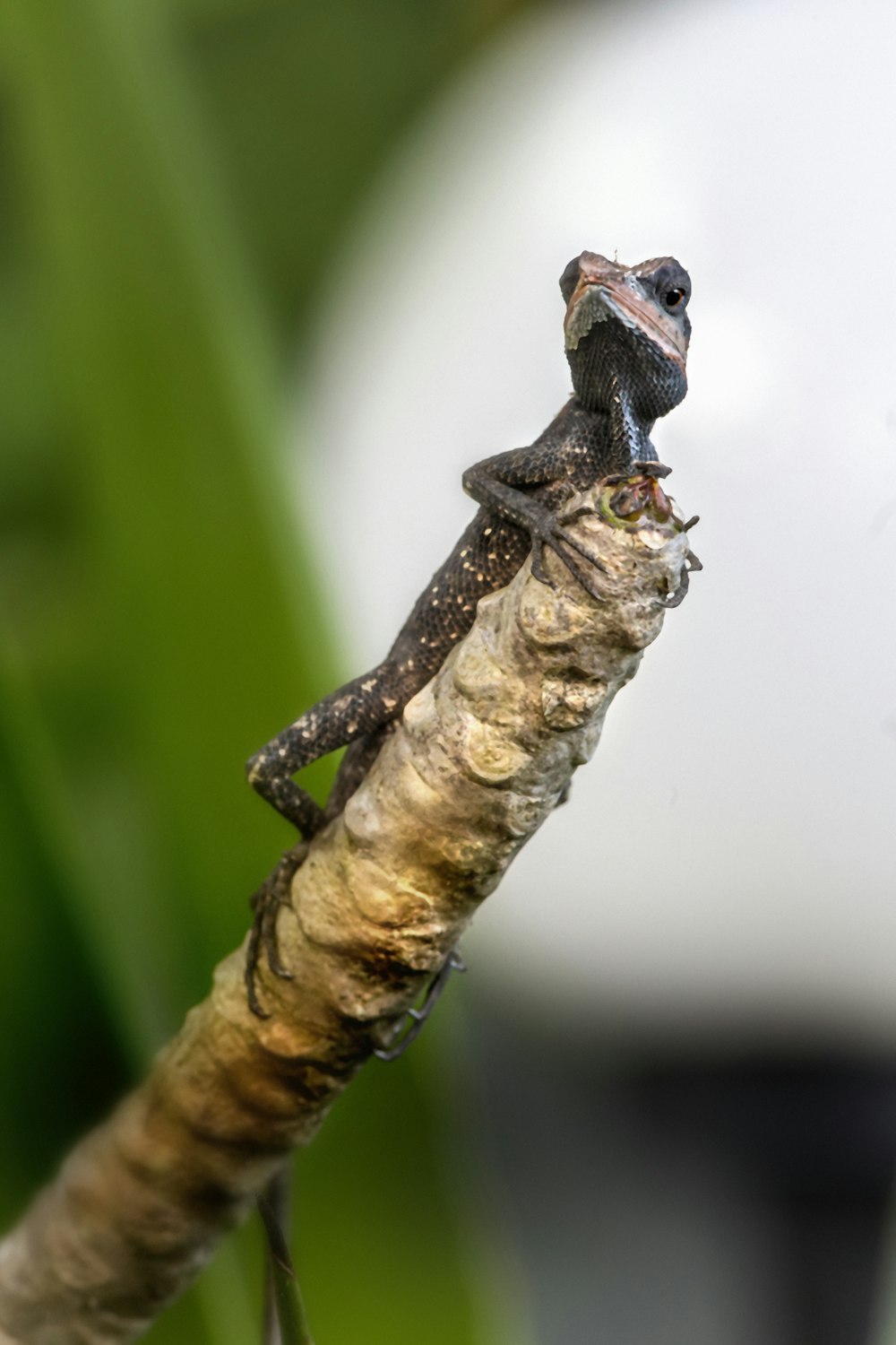 a small lizard sitting on top of a tree branch