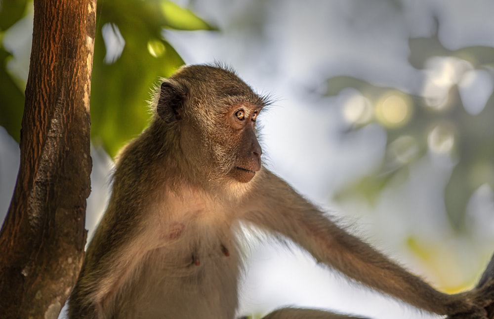 a monkey sitting on a branch