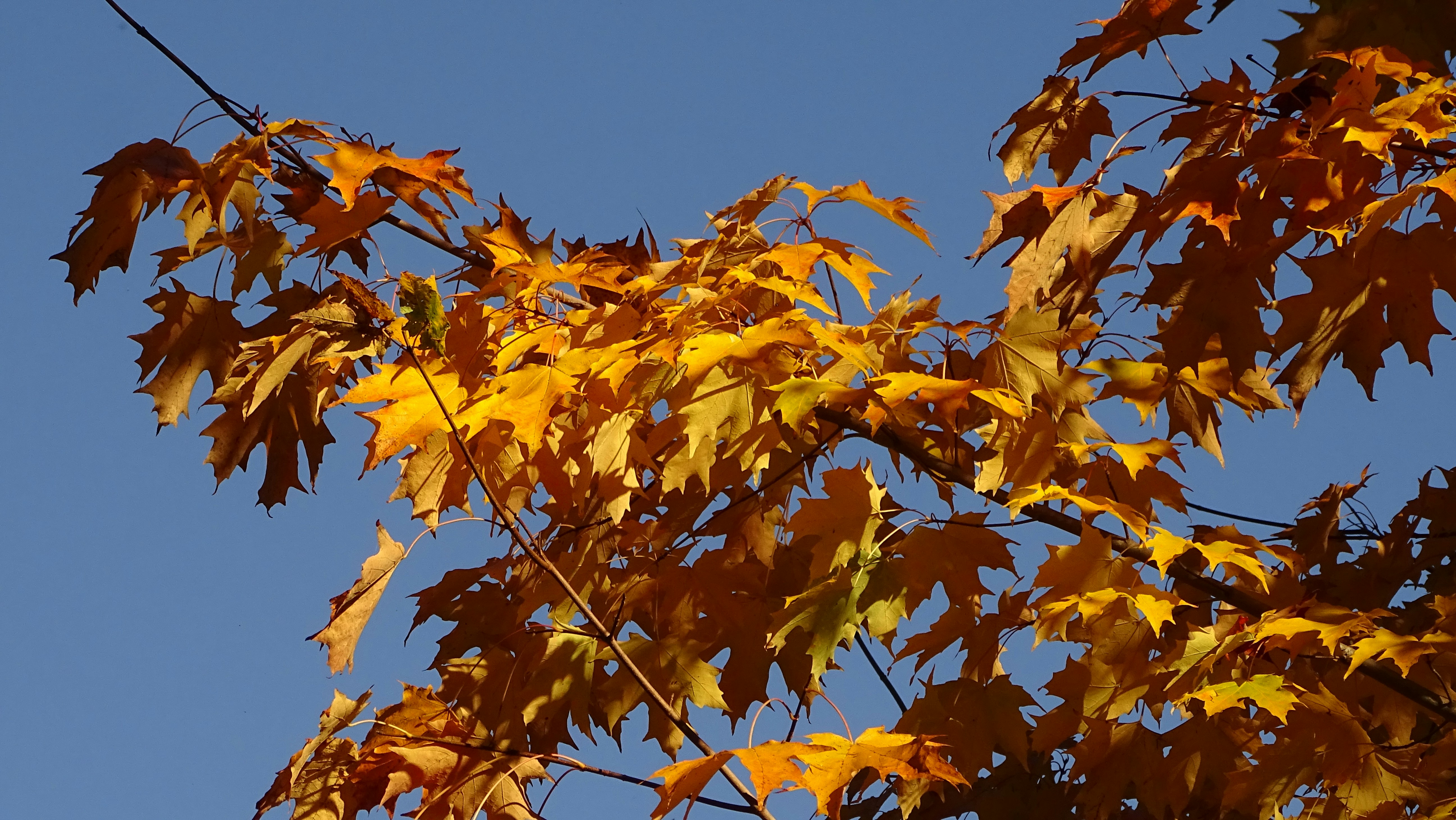 Photo by elratondefuego