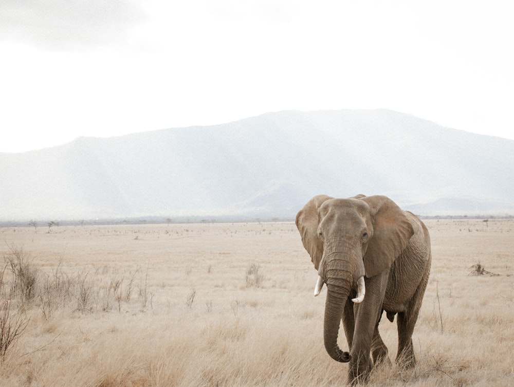 an elephant walking through a dry grass field
