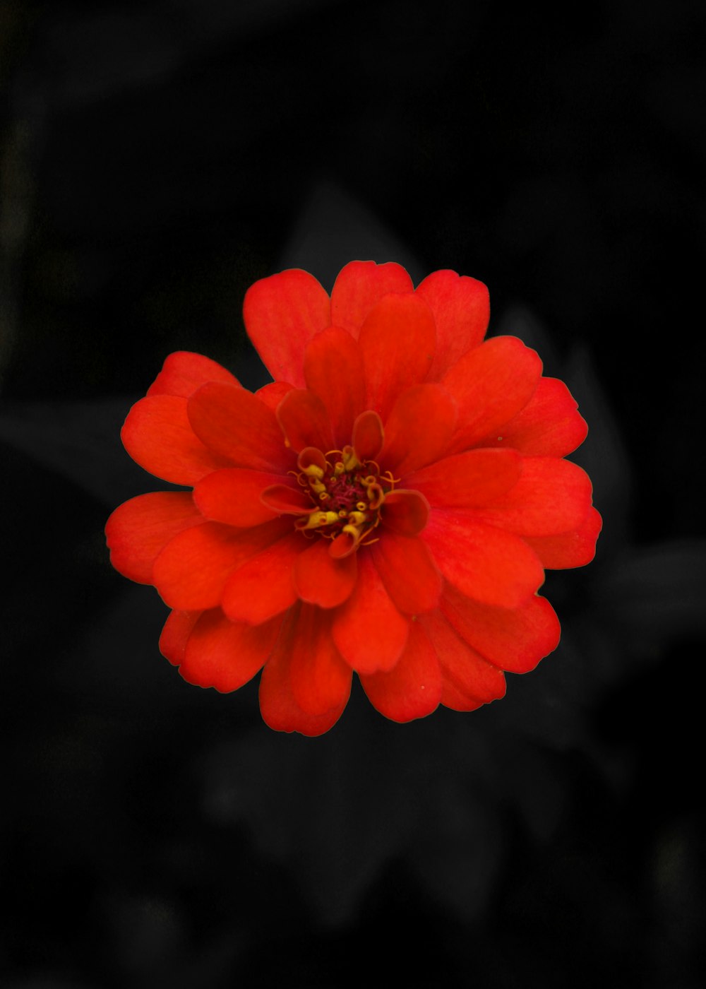 a red flower with a black background