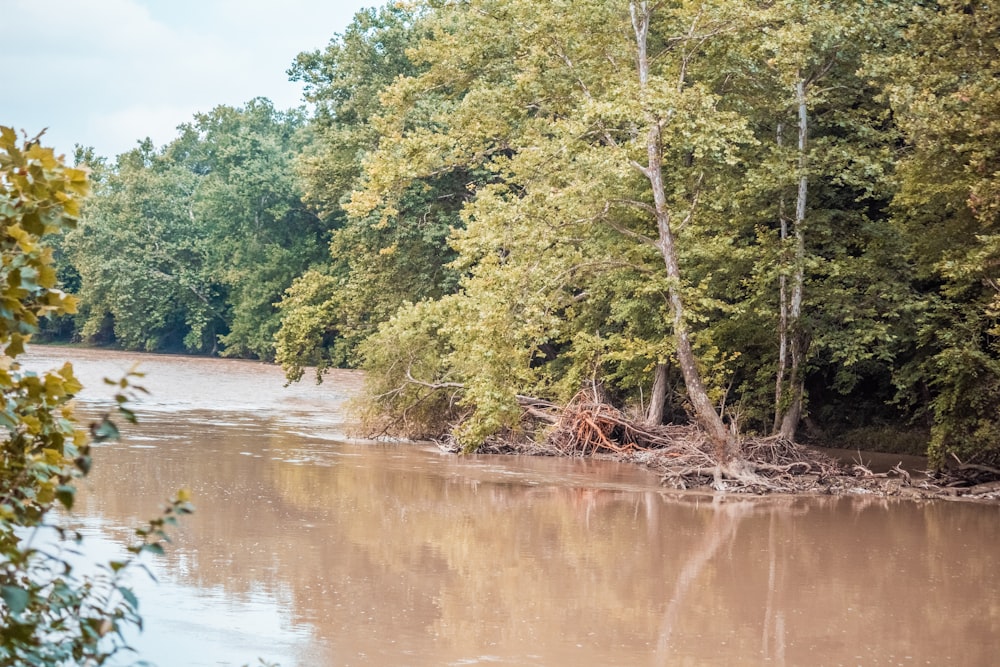 a large body of water surrounded by trees