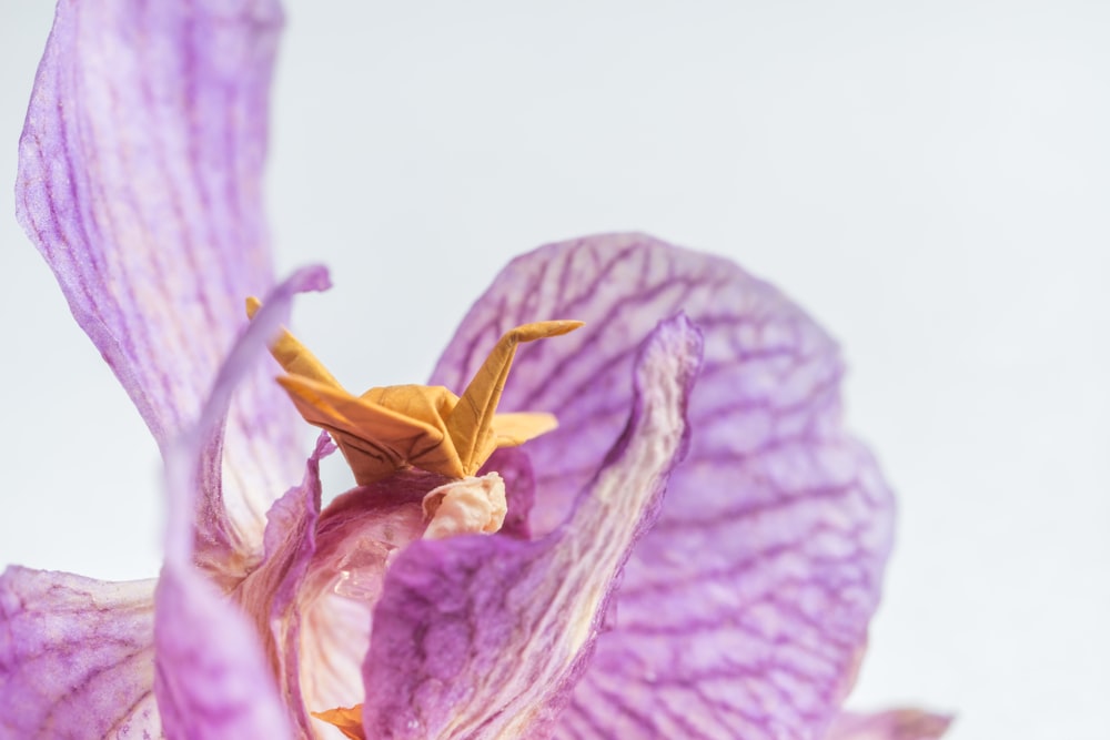 a close up of a purple flower with a white background