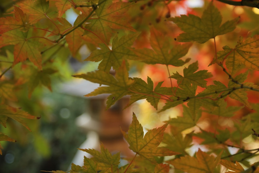 a close up of a leafy tree with a vase in the background