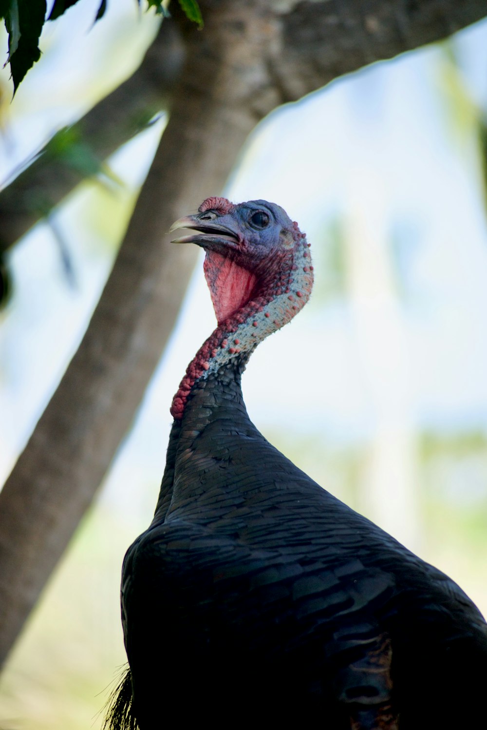 a close up of a turkey near a tree