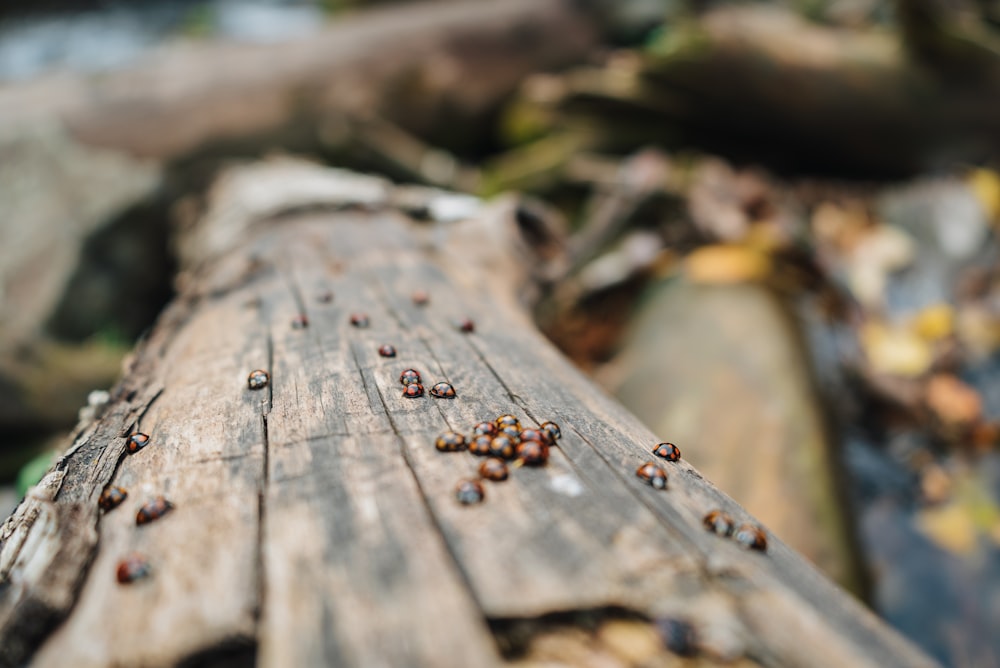 ants crawling on a wooden plank in a forest