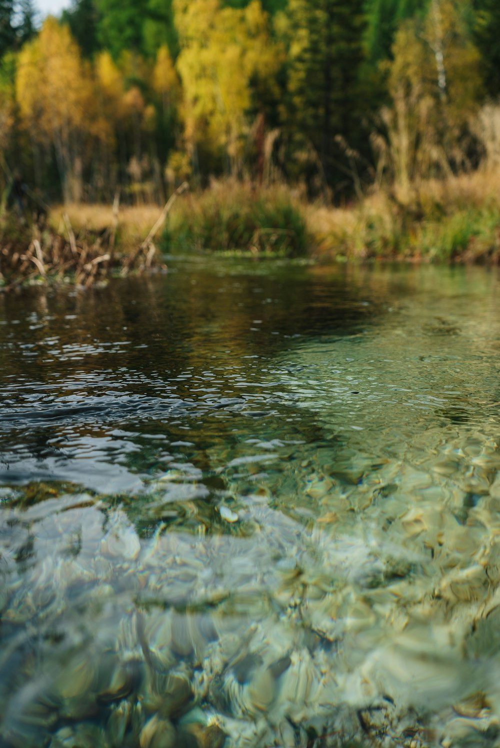 a body of water surrounded by trees and grass