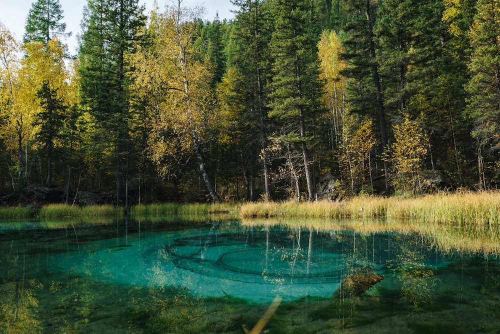 a pond surrounded by trees and grass