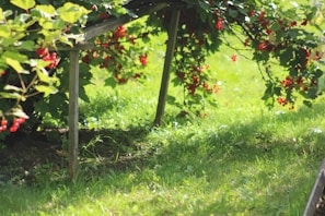 A charming garden scene featuring all thomasbb products harmoniously arranged under dappled sunlight