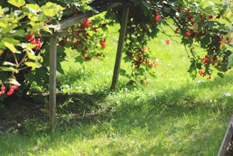 A lush garden bed filled with vibrant perennials and a wooden trellis bathed in soft morning light.