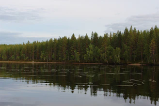 a body of water surrounded by a forest