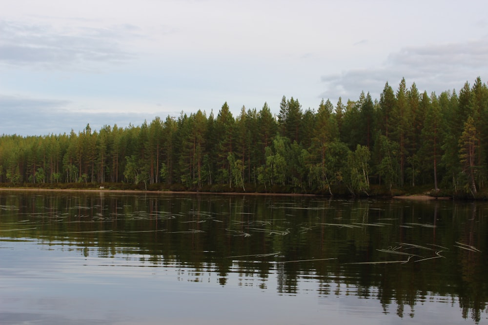 a body of water surrounded by a forest