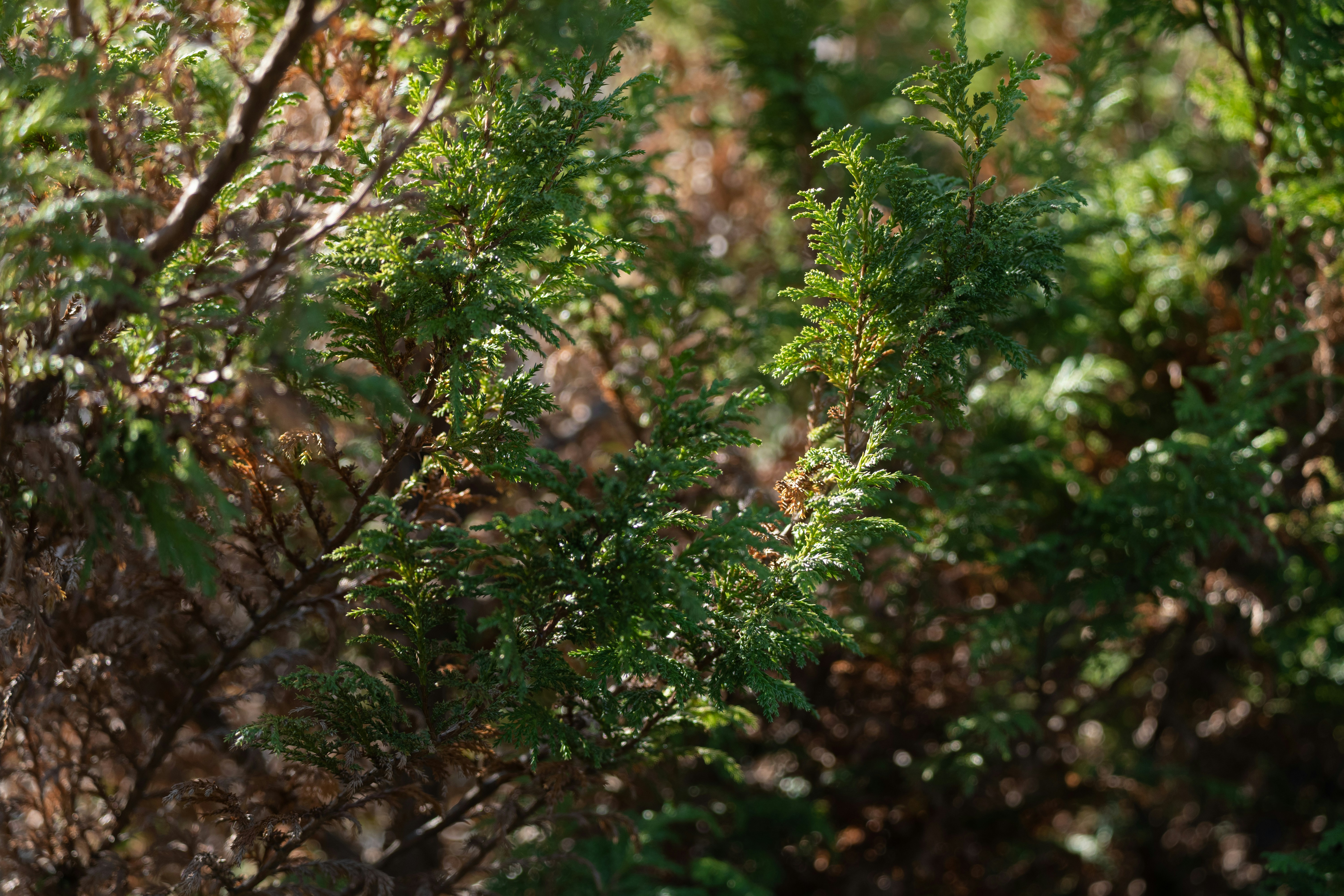 Photo by nomad_caviare