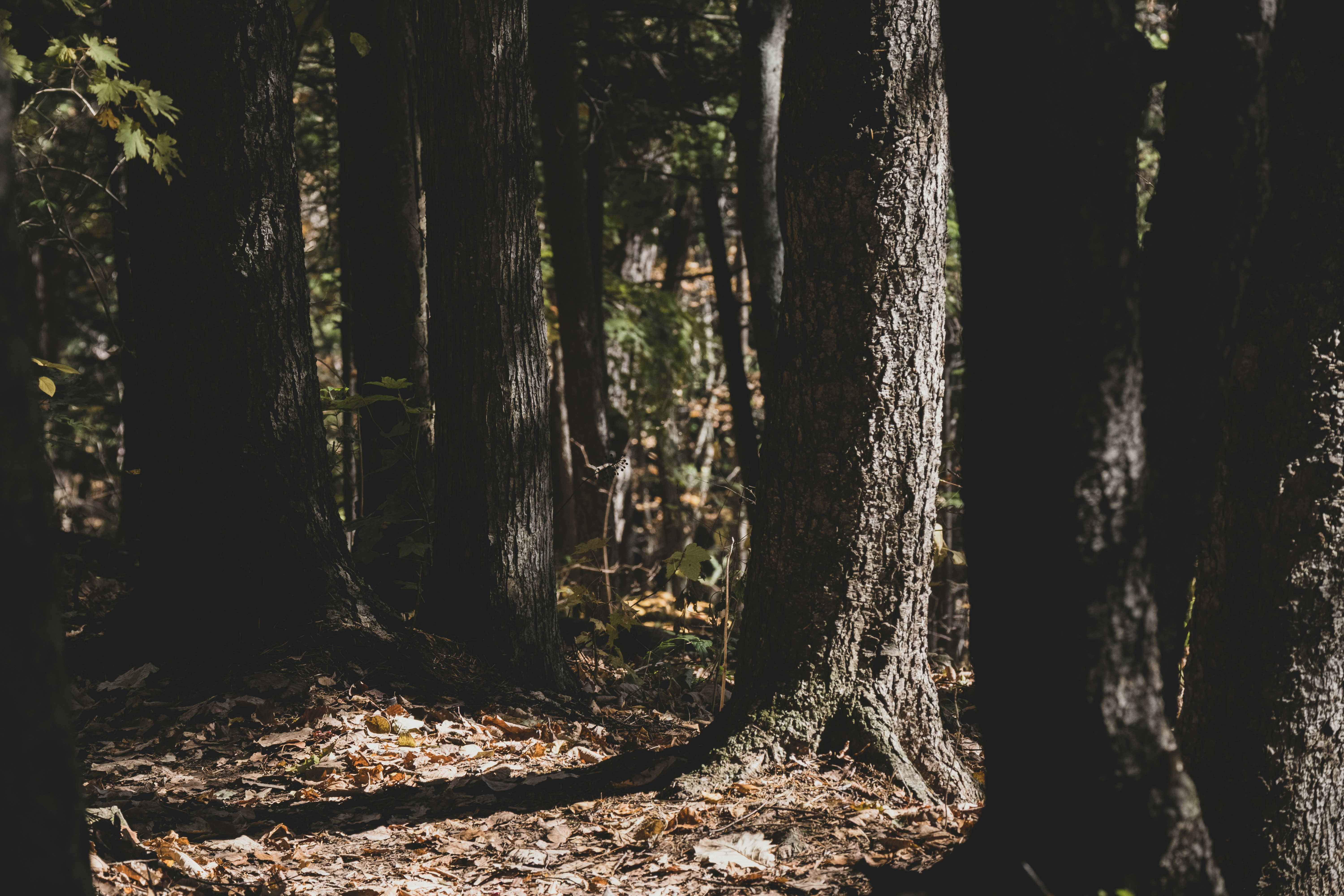 Photo by nomad_caviare