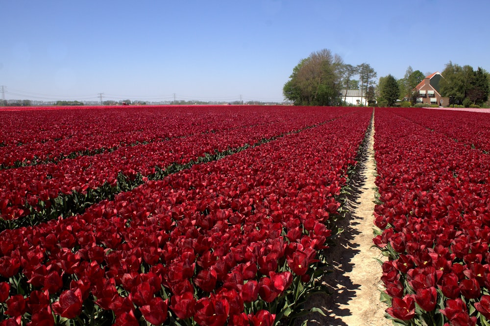 a field of red tulips with a house in the background