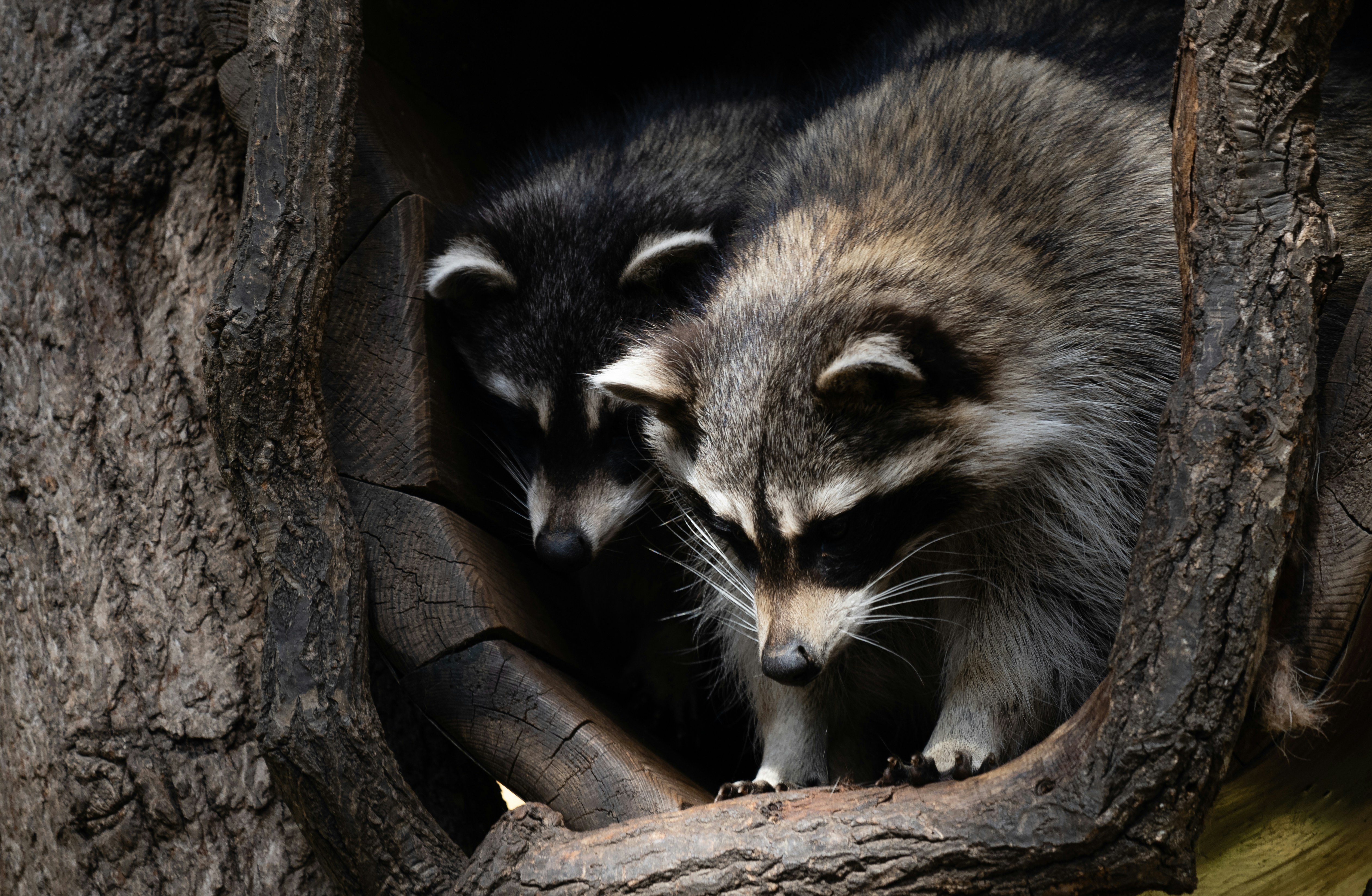 Photo by nomad_caviare