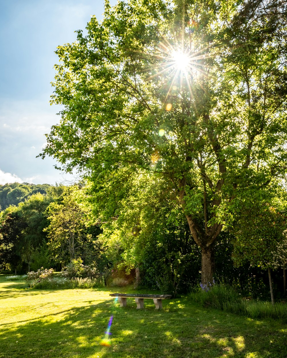 the sun shines brightly through the leaves of a tree