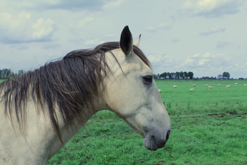 a white horse standing in a green field