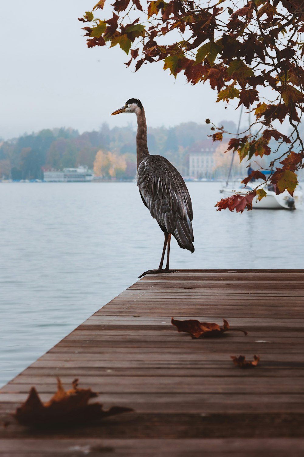 a bird is standing on a dock near the water