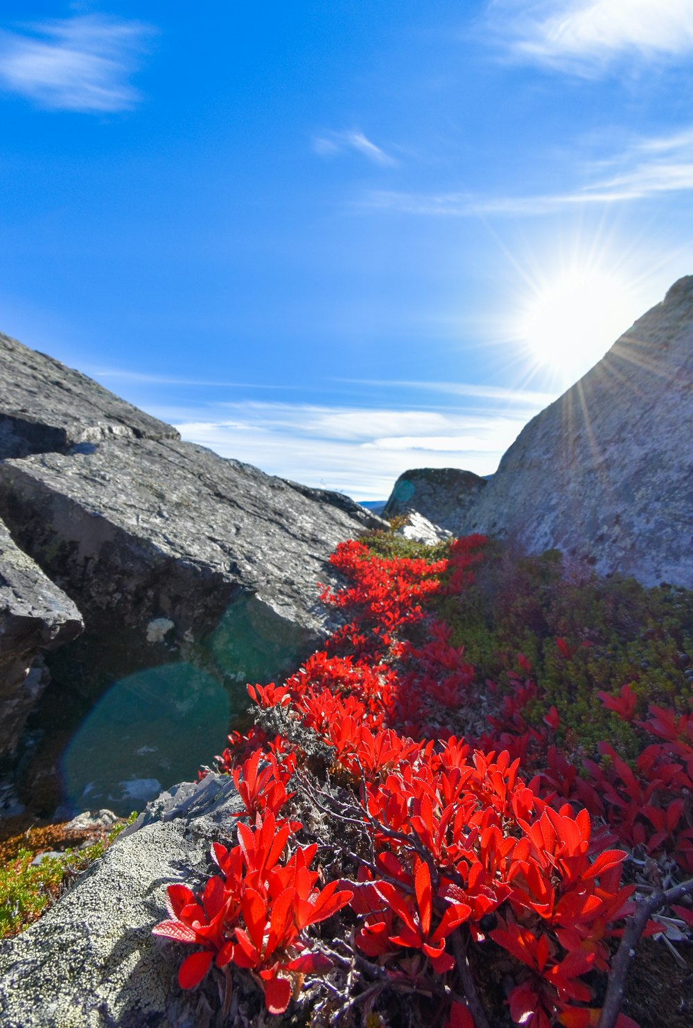 red flowers growing on the side of a mountain