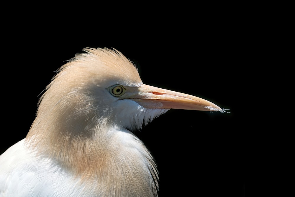 a close up of a bird with a black background