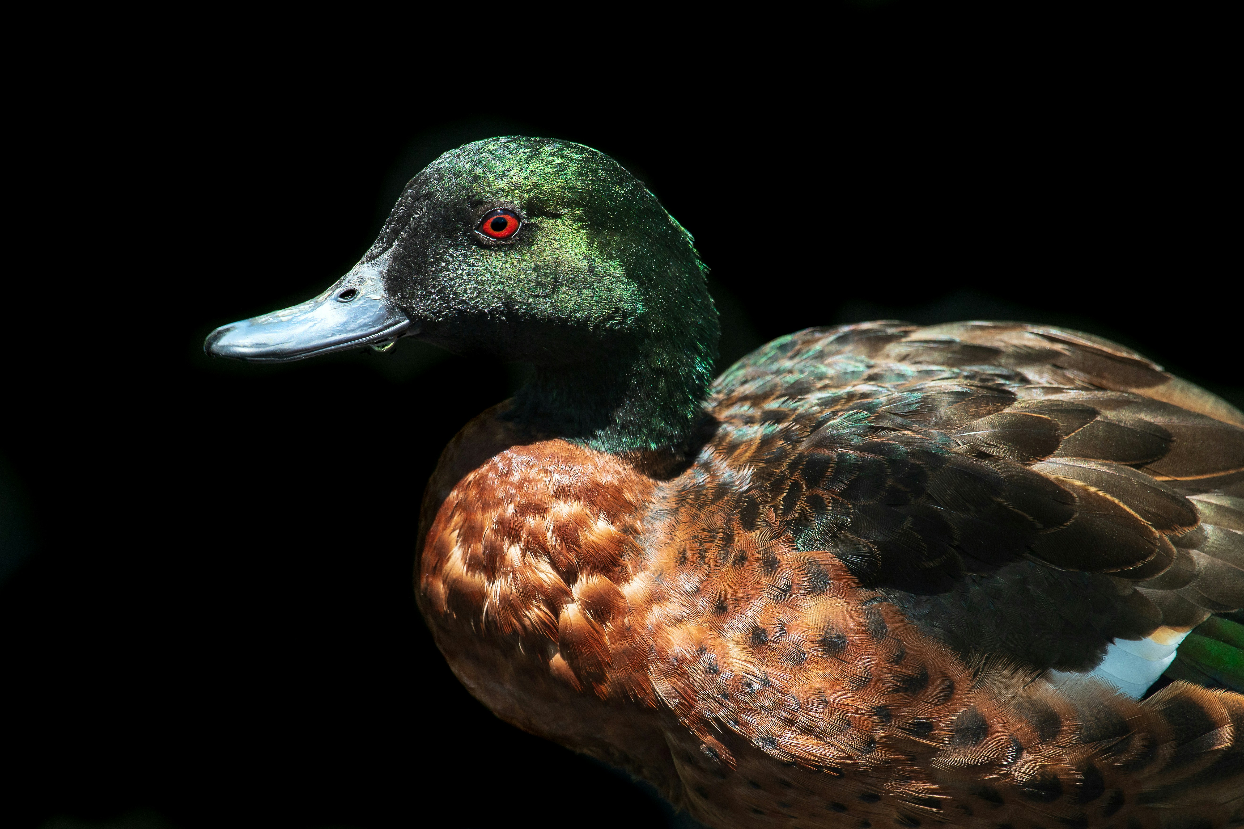 A male Chestnut Teal at Birdworld Kuranda in Australia.