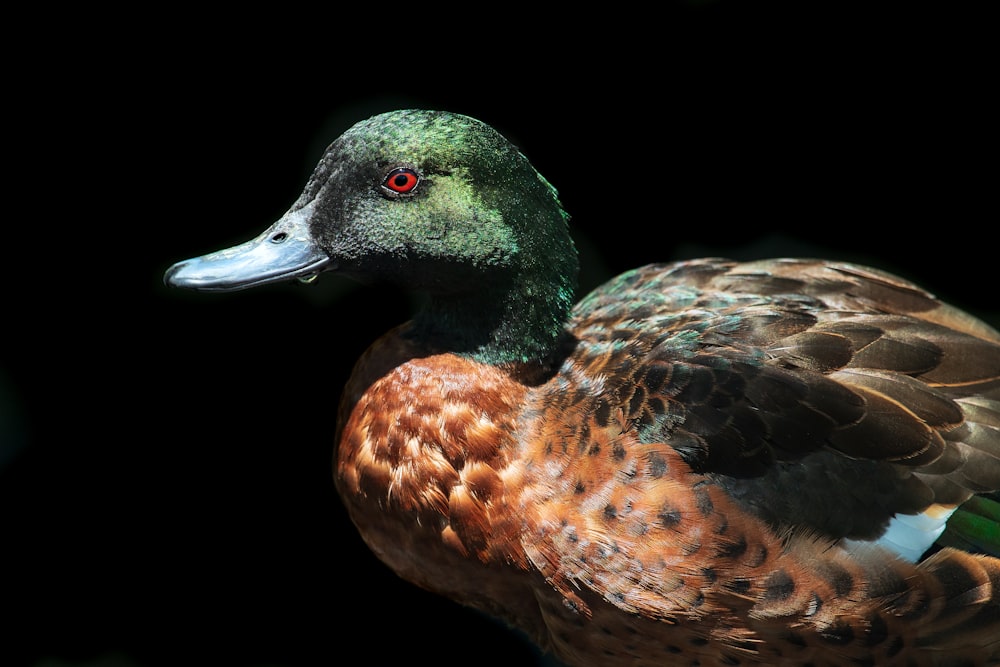 a close up of a duck on a black background