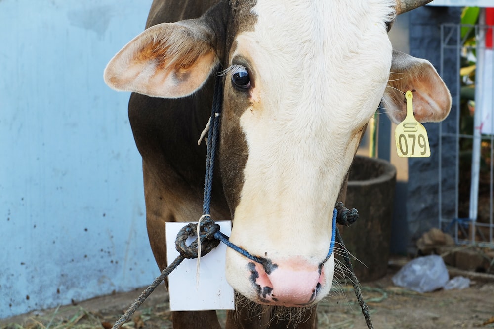 a cow with a tag around its neck