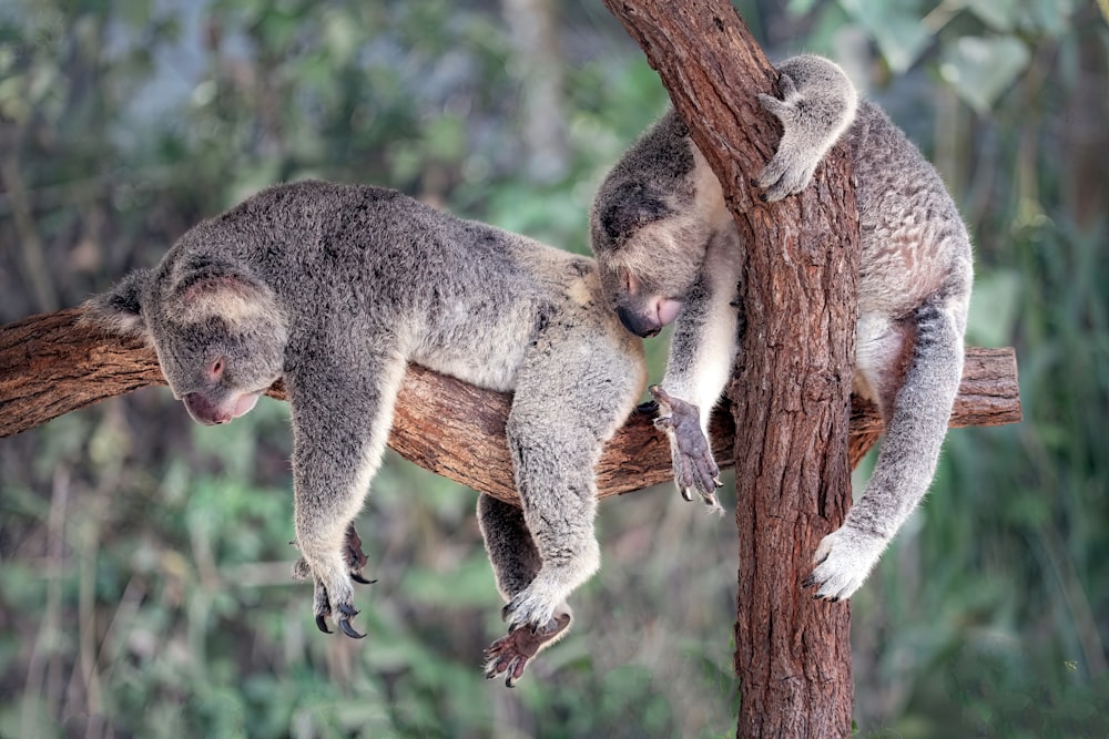a couple of koalas hanging out in a tree